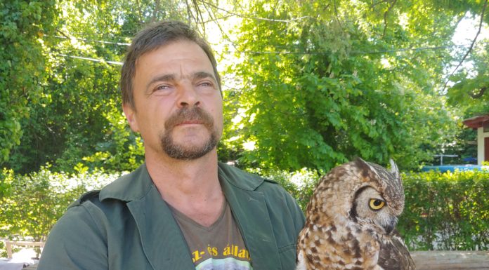 Két év után újra a madarakat ünneplik Gödön