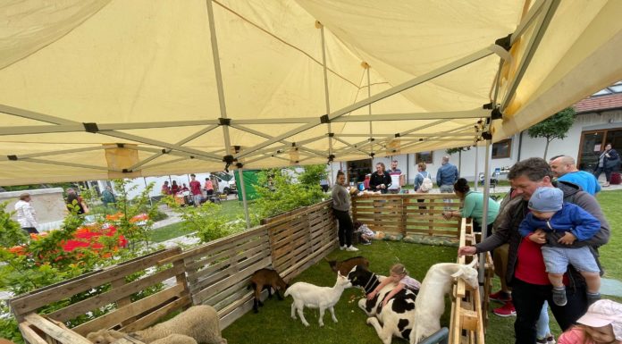 Mindent visznek a kisállatok a gödi gyermeknapon