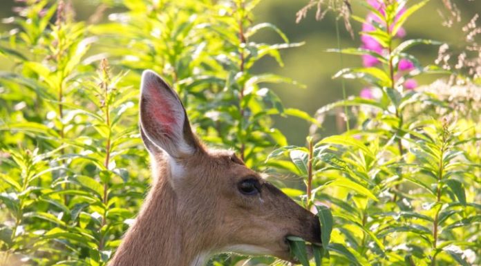 Őz tévedt be Gödre – vigyázzunk rá!