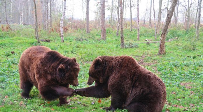 Brutális medvetámadások Szlovákiában