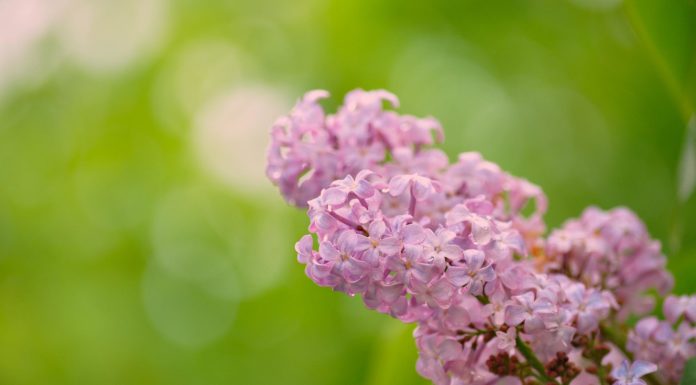 Honnan ered az anyák napja?