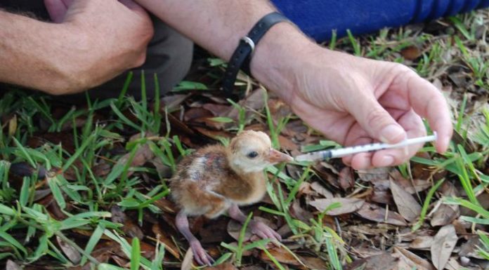 Ne itassátok a sérült kismadarakat!