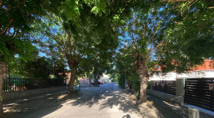 Mi lesz valójában a gödi fákkal az Alkotmány utcában?