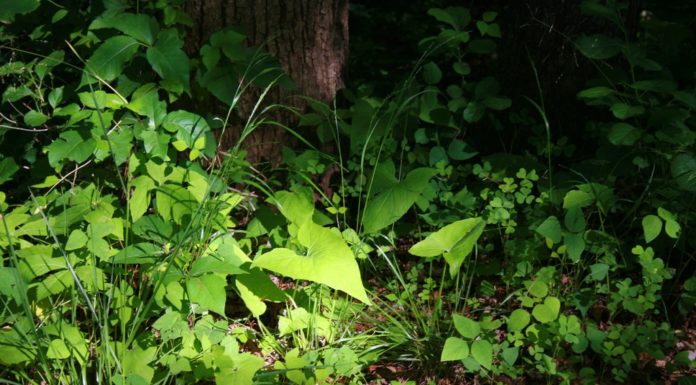 Végre indul a kaszálás Gödön