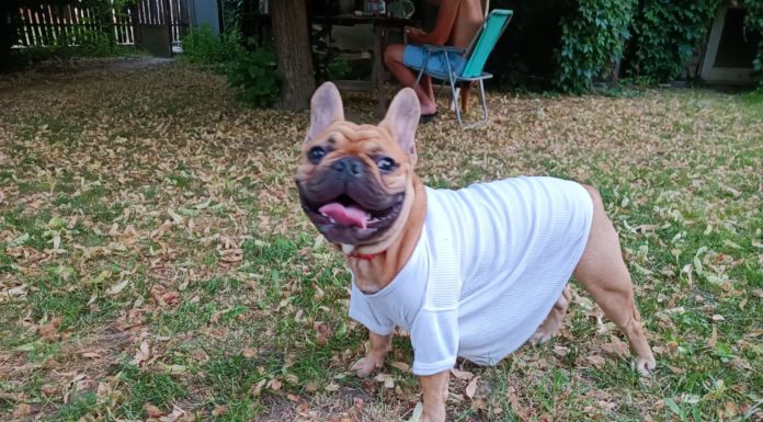 Rascal megmutatja, miért jó kutyának lenni Gödön