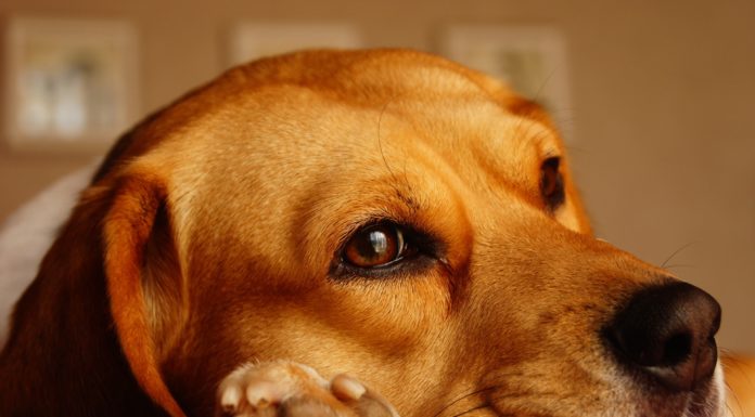 Kutyameleg van: készítsen mancsvédő krémet a négylábúaknak!