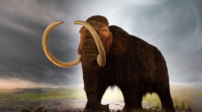 Jókora mamutagyarat találtak Göd közelében