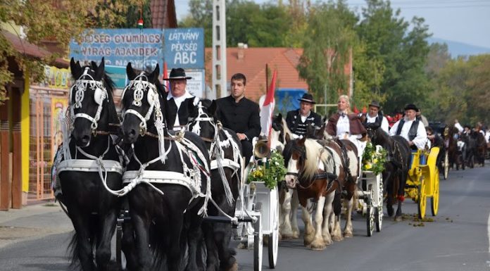Mi már nagyon készülünk a szombati gödi szüreti fesztiválra!