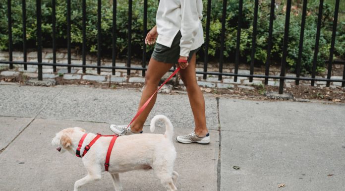 Erre figyeljen Gödön, ha állatot tart!