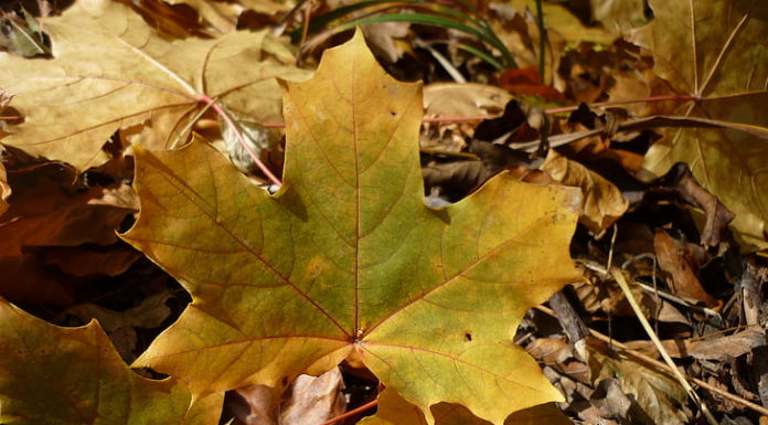 Mit kezdenek a gödiek a zöldhulladékkal?