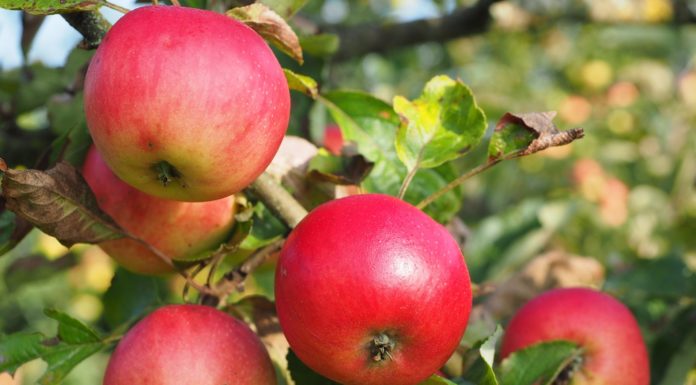 Gyümölcsfát igényelhetnek a gödiek a városházán