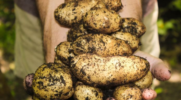 A legszűkebb elit tagja a magyar GoldenBurg burgonya
