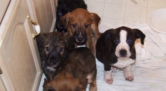 Rémült házi kedvencek – így vigyázzunk rájuk szilveszterkor