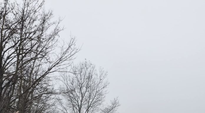 Úttorlasz Neveleken