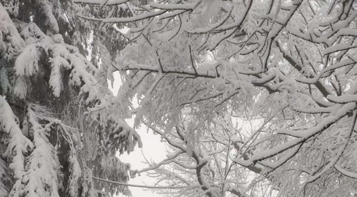 Figyelemfelhívás – Veszélyes a Börzsöny!