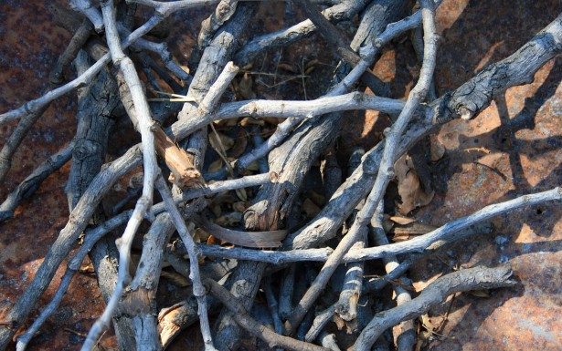 Gazdag a fűtőértékük – Ne hagyjuk veszni a gallyakat!