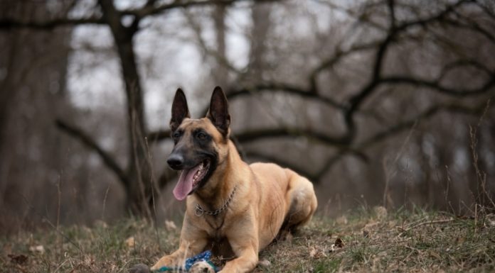 Az ön kedvencéből is lehet rendőrkutya!