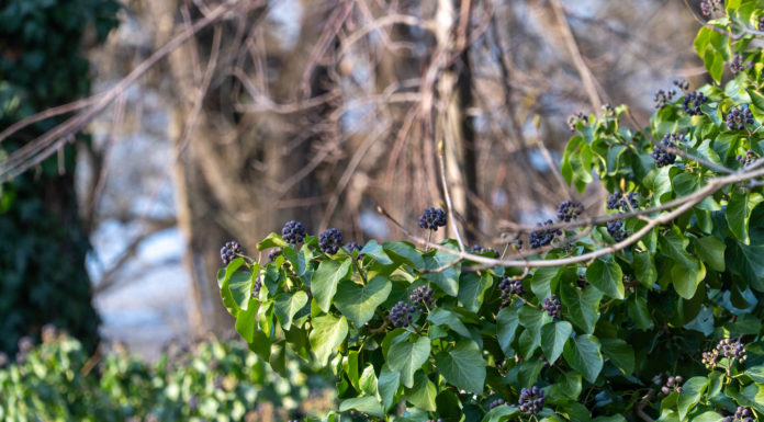 Tavaszias időben a gödi Duna-parton