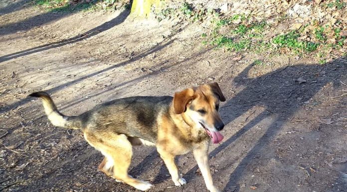 Sérült kutyus várja Gödön, hogy megtalálják
