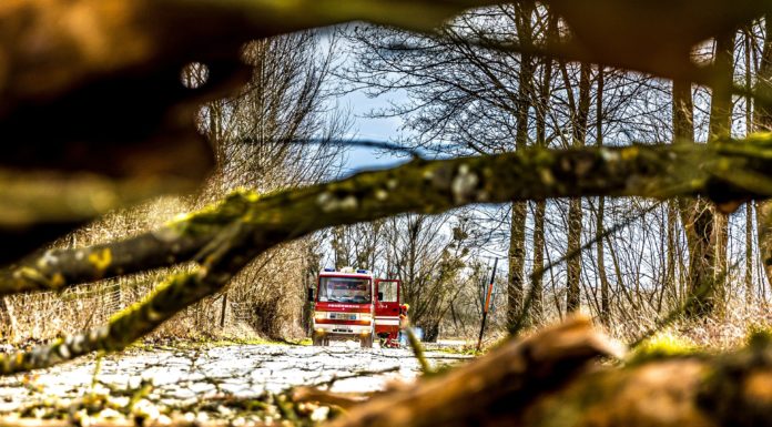 Tombol a szélvihar: Gödön egy tízméteres fa dőlt egy házra