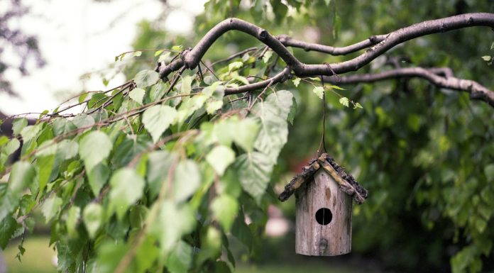 A kiserdei játszótéren lesz a madarak és fák napja