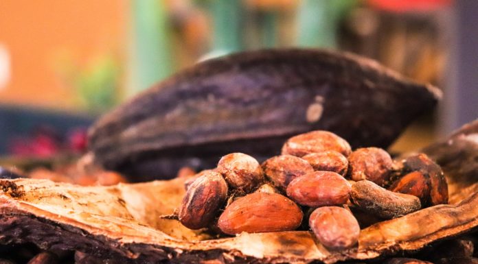 A banán és a kakaó útja Ecuadortól Gödig