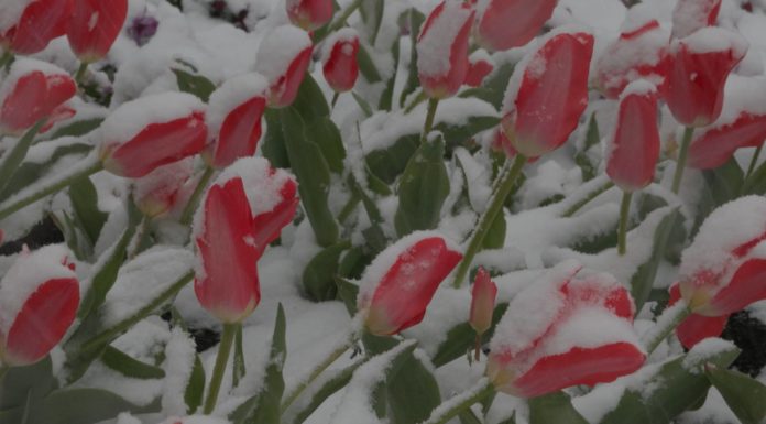 Hihetetlen időjárás Magyarországon: havazik Nyíregyházán