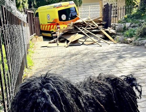 Négylábú hős: puli mentett életet