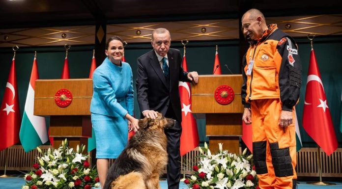 Négylábú legendák: interjú Lehoczki Lászlóval, Mancs és Remény gazdájával
