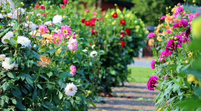Göd is versenybe szállhat a legvirágosabb település címért