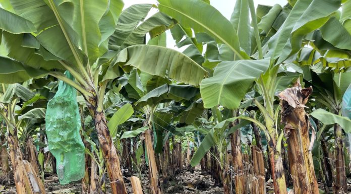 Tudta, hogy ez az egzotikus gyümölcs már zacskóban nő?