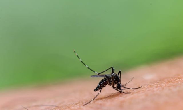 Durva szúnyoginvázió jöhet idén