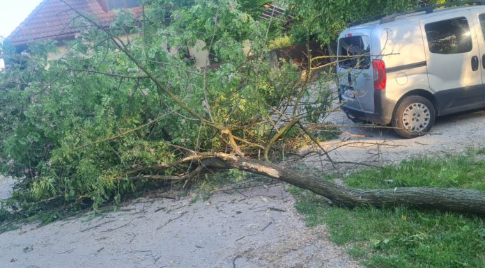 Riasztották a tűzoltókat: fa dőlt az útra Gödön
