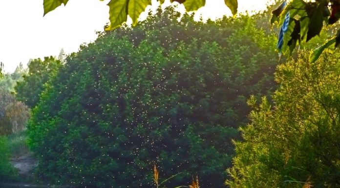 Ismét szúnyoggyérítés lesz Gödön!