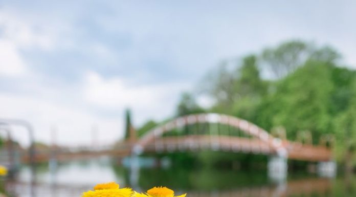 Hihetetlenül népszerű a Virágos Magyarország verseny