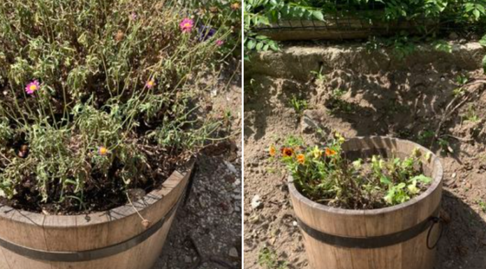 Ha van felesleges virágja, vigye a Pacsi Park ládájába!