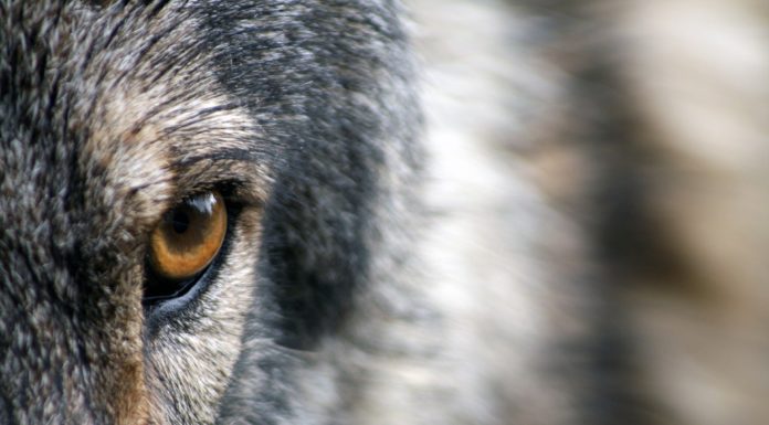 Őrizetbe vettek két férfit a lelőtt jeladós, svájci farkas ügyében