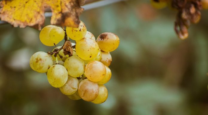 Mustot is lehet venni a gödi termelői piacon!