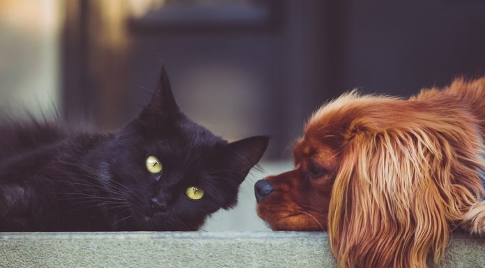 Zárva lesz a felsőgödi kisállat rendelő