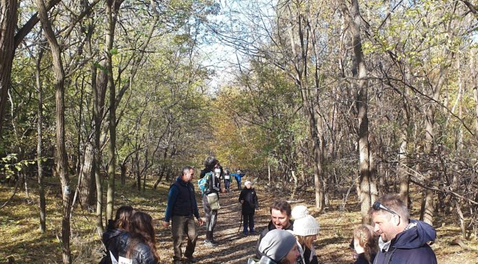 A helyszínen is lehet regisztrálni a gödi terepfutó versenyre