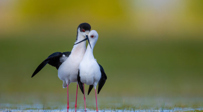 A gödi Potyó Imre is zsűritag volt az Év madárfotósa fotópályázaton