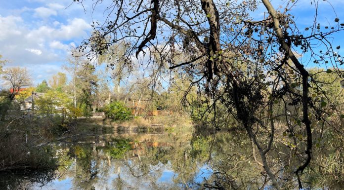 Balesetveszélyes fákat vágnak ki Gödön