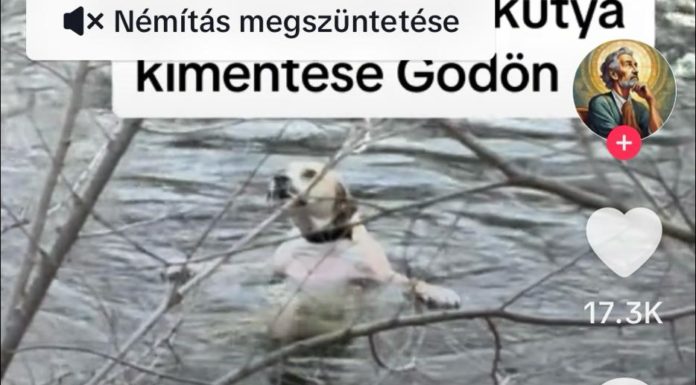 Kutyát mentettek a gödi Feneketlen-tóból
