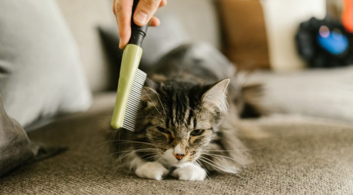 Zárva tart a Felsőgödi Kisállatrendelő