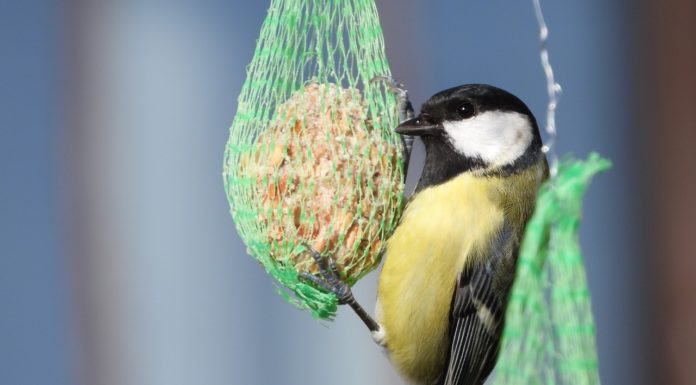 Készítsen ön is madárkalácsot Gödön!