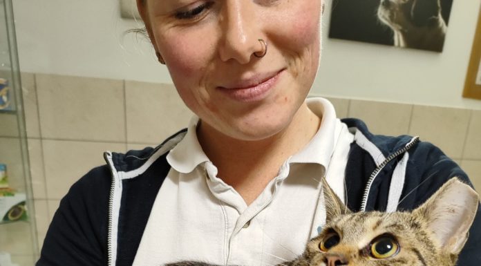 Lábadozik a Gödön talált cica