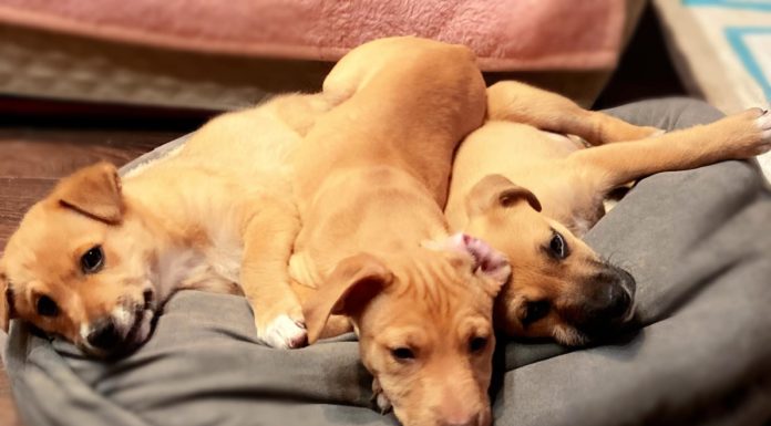 Rászoruló kutyusokon is segíthetünk a gödi piacon