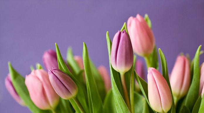 Különleges koncerttel köszöntik a gödi hölgyeket nőnapkor