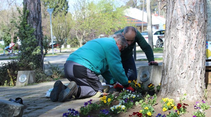 Felvirágozták a Petőfi teret az ünnep előtt