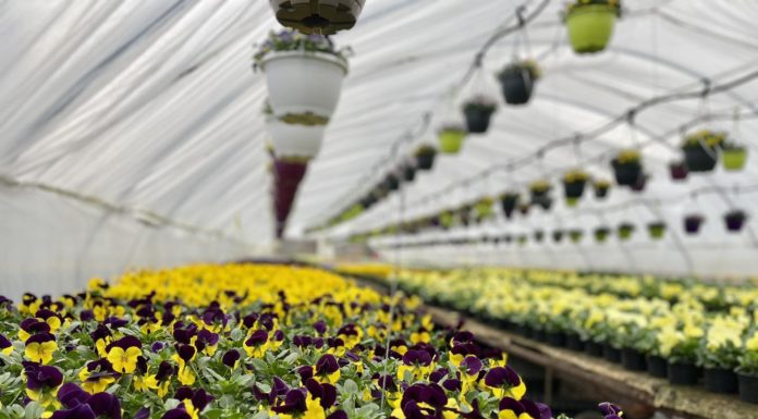 2300 tő árvácskát ültetnek ki Gödön